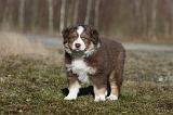 BERGER AUSTRALIEN PUPPIES 298